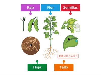 Partes de la planta