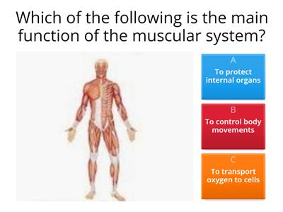 The Muscular System 