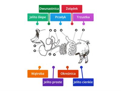 Budowa przewodu pokarmowego świni