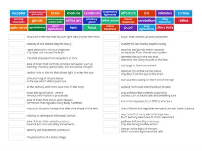 B3.1 The nervous system 