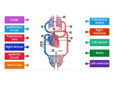 Circulatory system