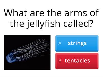 Jellyfish Quiz