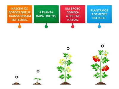 CICLO DE VIDA DA PLANTA