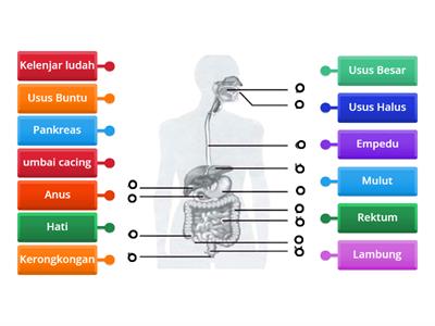 quiz saluran pencernaan manusia