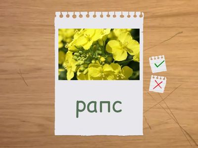 Польові культури