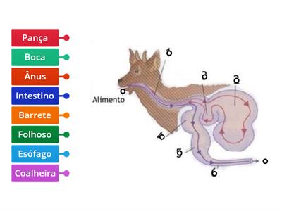 Sistema digestivo de um ruminante