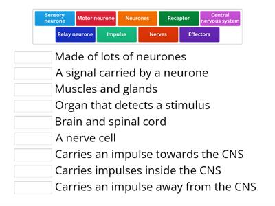 The Nervous System