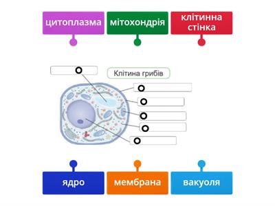 Клітина грибів