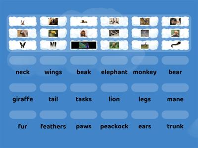 Animals Spotlight 5