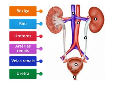 Sistema Excretor - 6º ano - Legendar