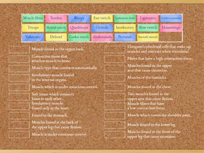 Muscular system - Key words