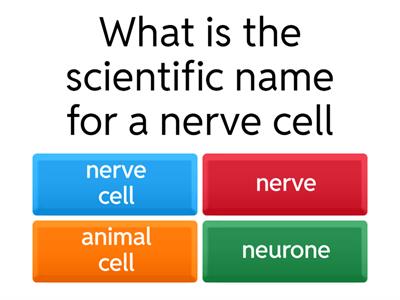 Nervous System Quiz