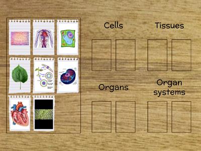 Levels of Organization