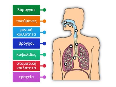 Αναπνευστικό σύστημα