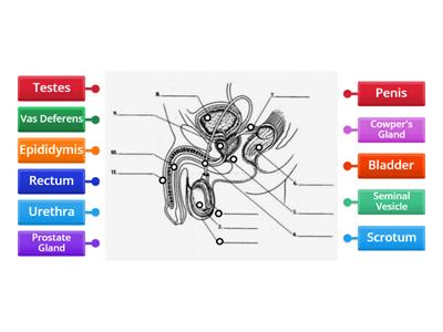 Male Reproductive System