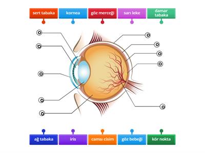 6. sınıf - 6. Ünite - GÖZ 