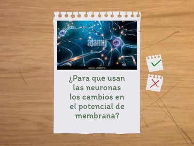 El transporte a través de la membrana plasmática  (2ºde Bach)