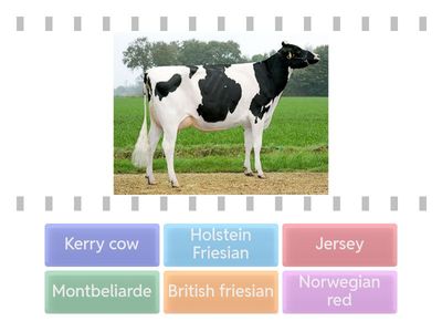 Dairy Breeds