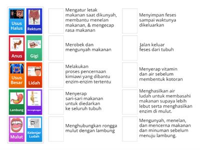 Organ Pencernaan & Fungsinya