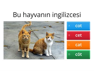 İngilizce çalışma