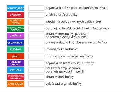 BUŇKA - lehké opakování pro primu