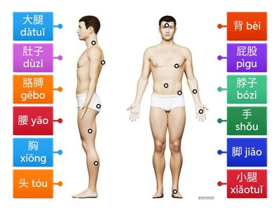 人体部位 Partes do corpo