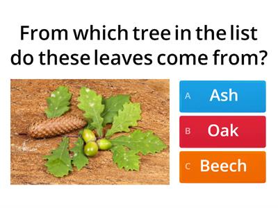 Trees Quiz