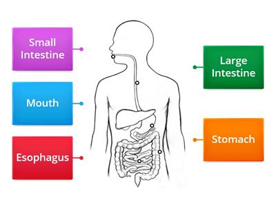 Digestive System