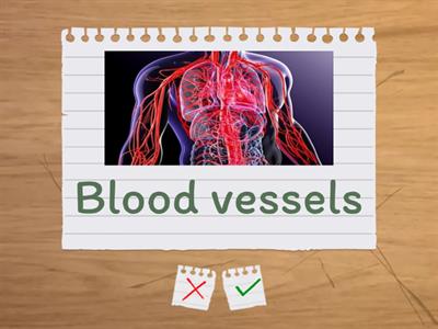 CLIL ESL lesson. Organs