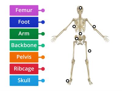 Skeletal System 