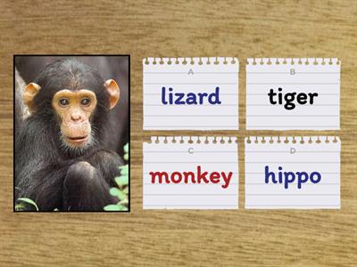 Zoo Animal Quiz