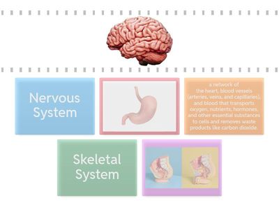 Review for Organ System