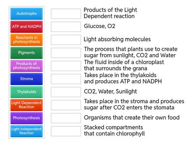 Photosynthesis game