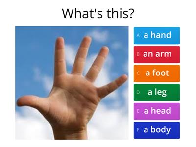 BODY-PARTS