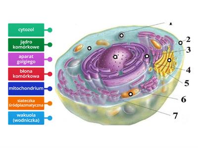 Budowa komórki zwierzęcej