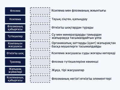Ойын 5 ксилема флоэма