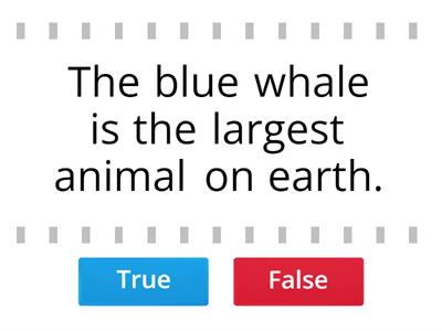 Blue whales