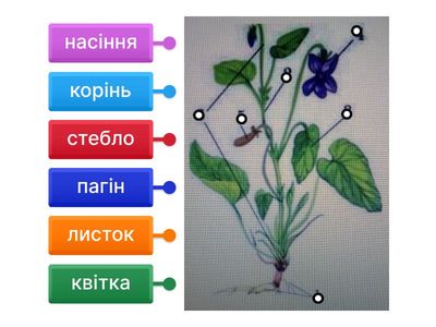 7 клас, будова наземної насіннєвої рослини