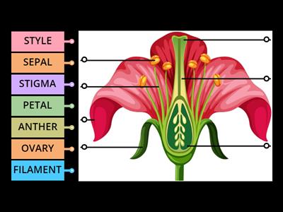 REPRODUCTION IN LOWER AND HIGHERVPLANTS