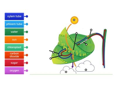 Photosynthesis Leaf Diagram