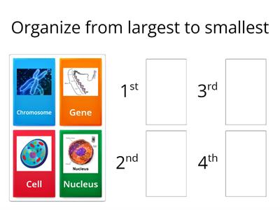 Genetics Organization