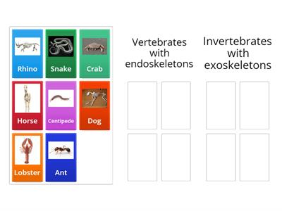 Year 3 Match animals to their skeleton