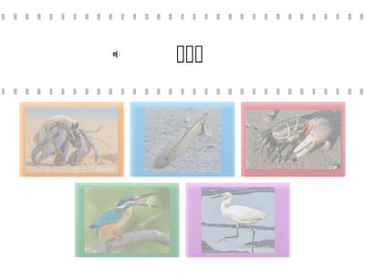 紅樹林生態動物