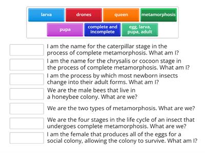 Insect Vocabulary Riddles