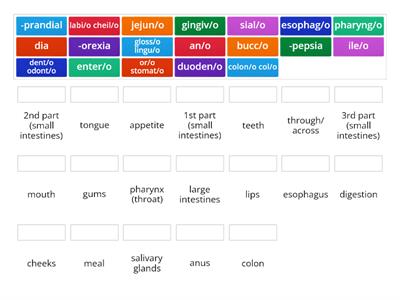 Digestive System