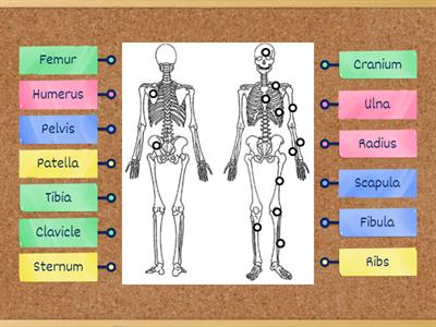 Skeletal system - Bones