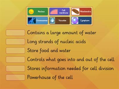 Common Organelles between plant and animal cells