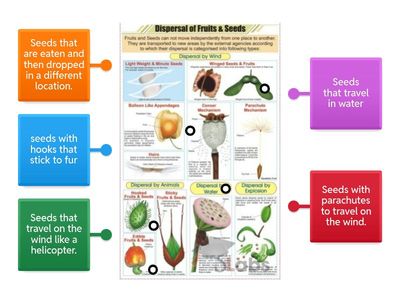 Seed dispersal: wind-animal-water-explosion Word wall 4