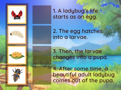 Life cycle of a ladybug