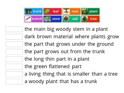 Grade 11 General - Plant life vocab.